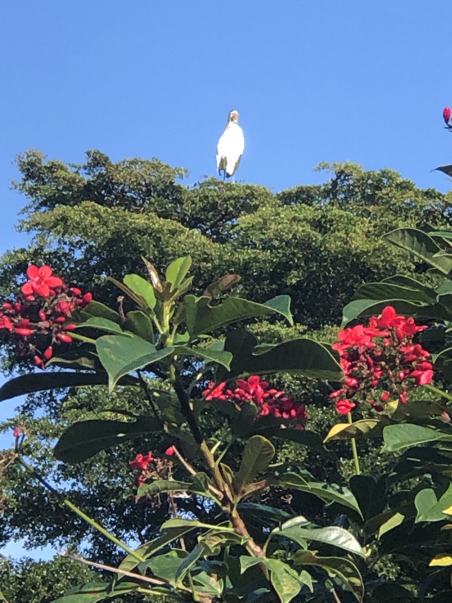 Julianmarch68's tweet image. I love the nature and beautiful turquoise skies of West Palm beach Florida!