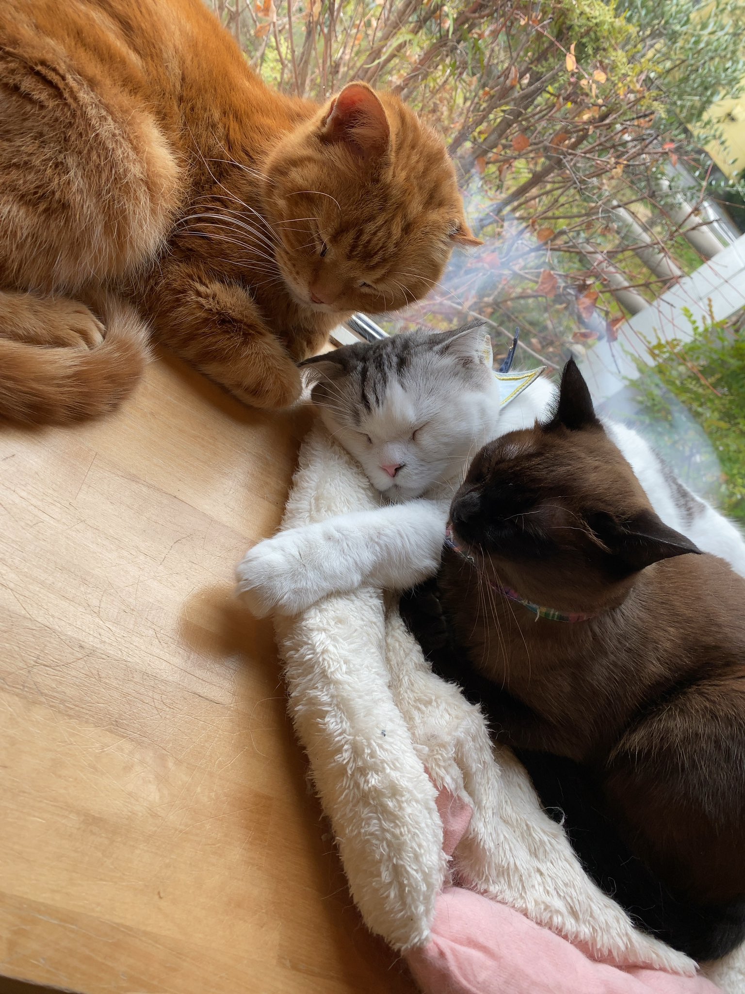 ちー ちなみに昨日の猫カフェねこ様たちはちょうどおねむのタイミングでした 蟹江 ねこぐるま T Co Kxook6lbzg Twitter
