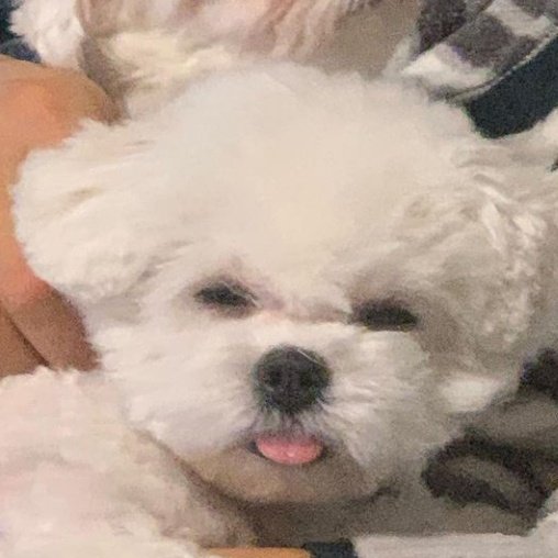 mingyu as puppies 🐶 (@mingyupuppies) on Twitter photo 