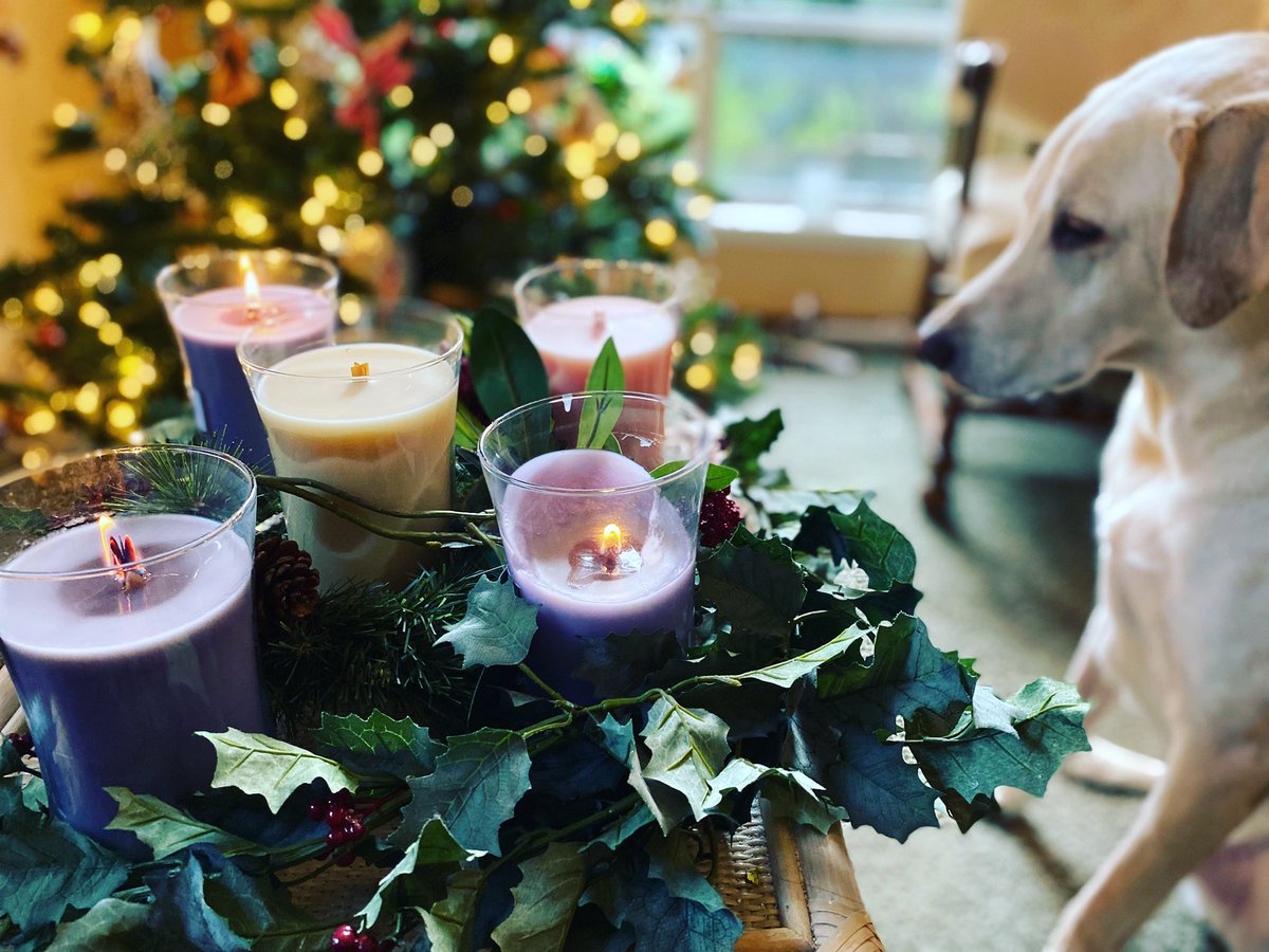 venequeen's tweet photo. Look who joined us for lighting the candles on this third Sunday of Advent. He loves Advent almost as much as I do. #AdventDog #BensonLovesChristmas #ThirdWeek #BensonLife https://t.co/FRdPQYt8UU