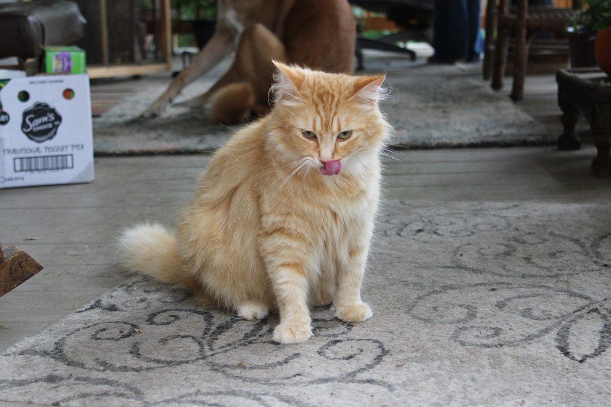 Fluff Muffin tweet media