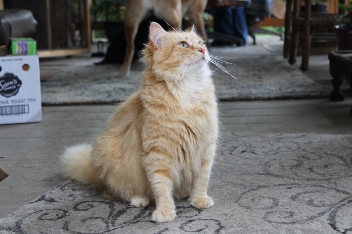 Fluff Muffin tweet media