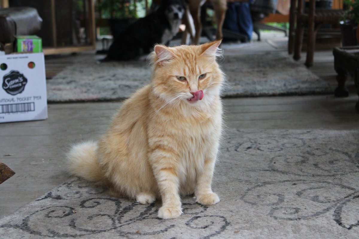 Fluff Muffin tweet media