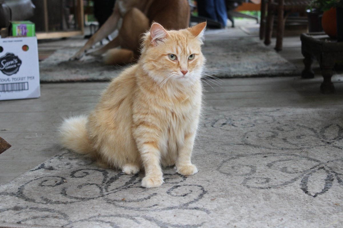 Fluff Muffin tweet media