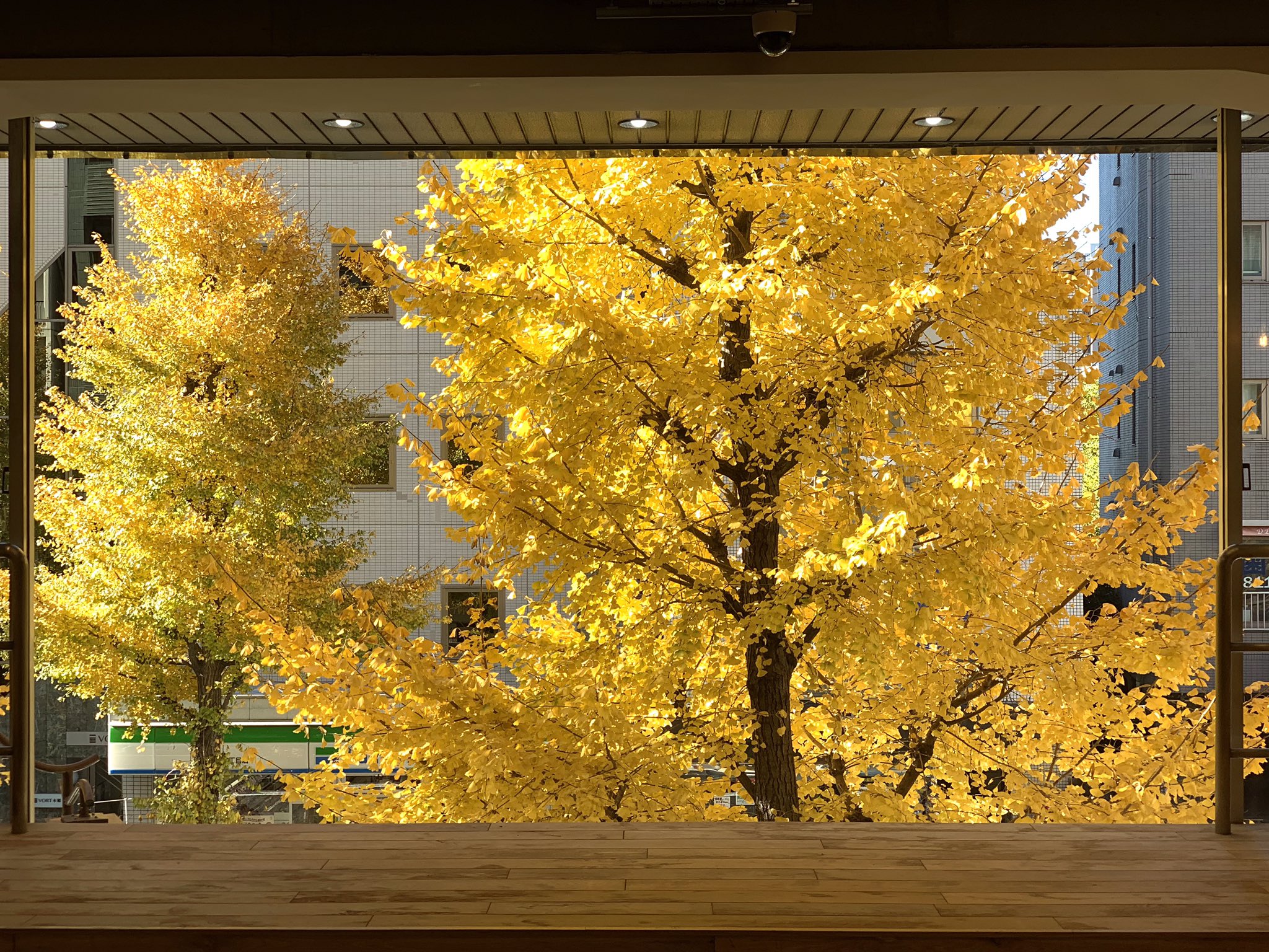 Hello Visits東京大学 公式 Open Day 本日も時まで営業です いいお天気ですね 店舗目の前の本郷通りも 銀杏がキレイな季節です Hello Visits 東京大学は大きなガラス張りが特徴ですので こんなに綺麗に銀杏が見えますよ 銀杏 Hello Visits東京大学 公式 Open Day 本日も時まで営業です いいお天気ですね 店舗目の前の本郷通りも 銀杏がキレイな季節です Hello Visits 東京大学は大きなガラス張りが特徴ですので こんなに綺麗に銀杏が見えますよ 銀杏