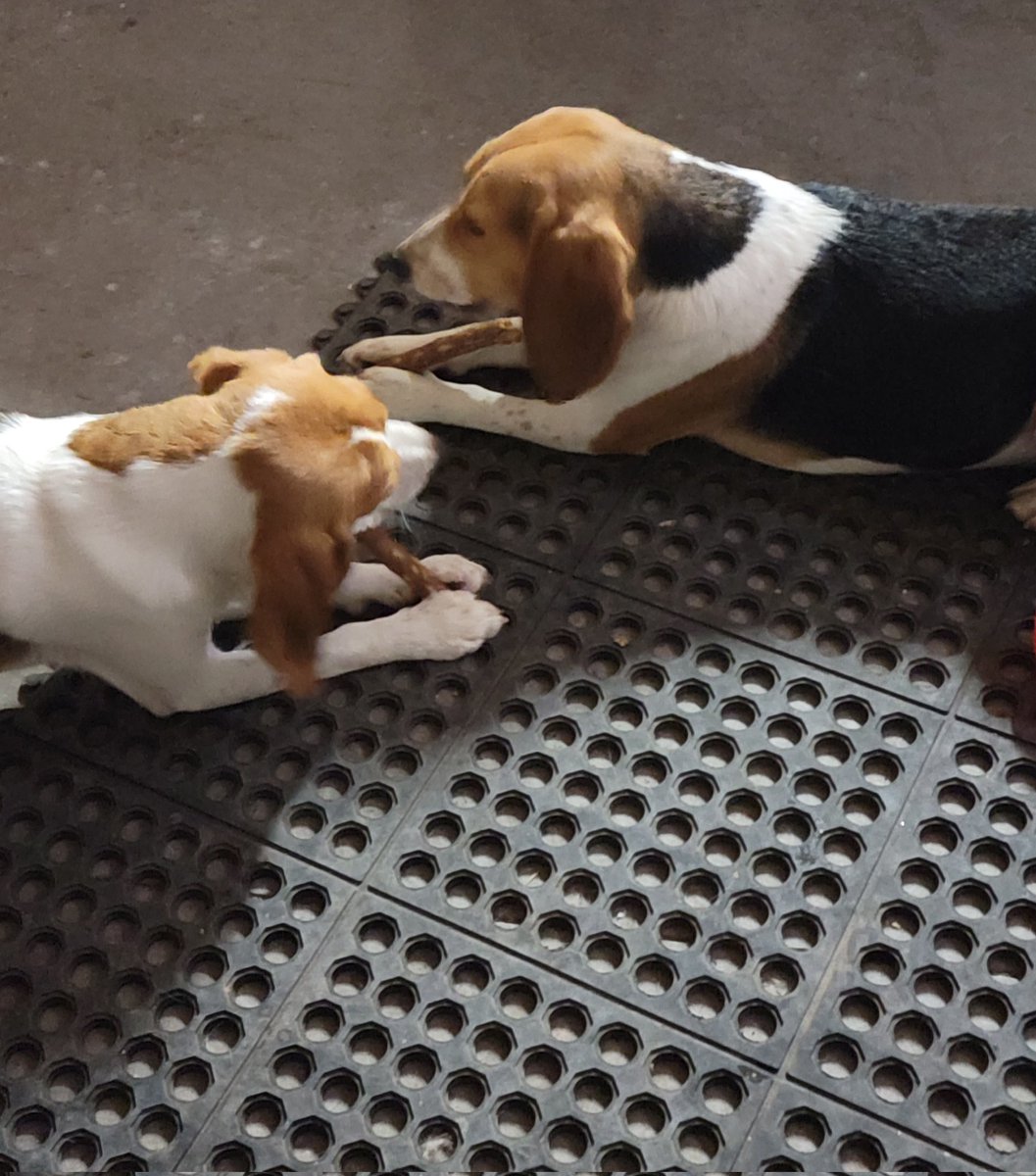 HideSteel's tweet photo. Snack break in the shop today. #sundayvibes #Beagle #beaglepups #princesses #JosieAndKimber https://t.co/iGQHZPYvbJ