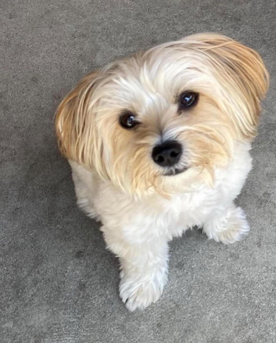 Gibbsyyyy's tweet photo. Best advice for how to track down a missing dog (in a big city like Los Angeles)? Unfortunately, not asking for a friend :(. https://t.co/nGtc3NR5OR