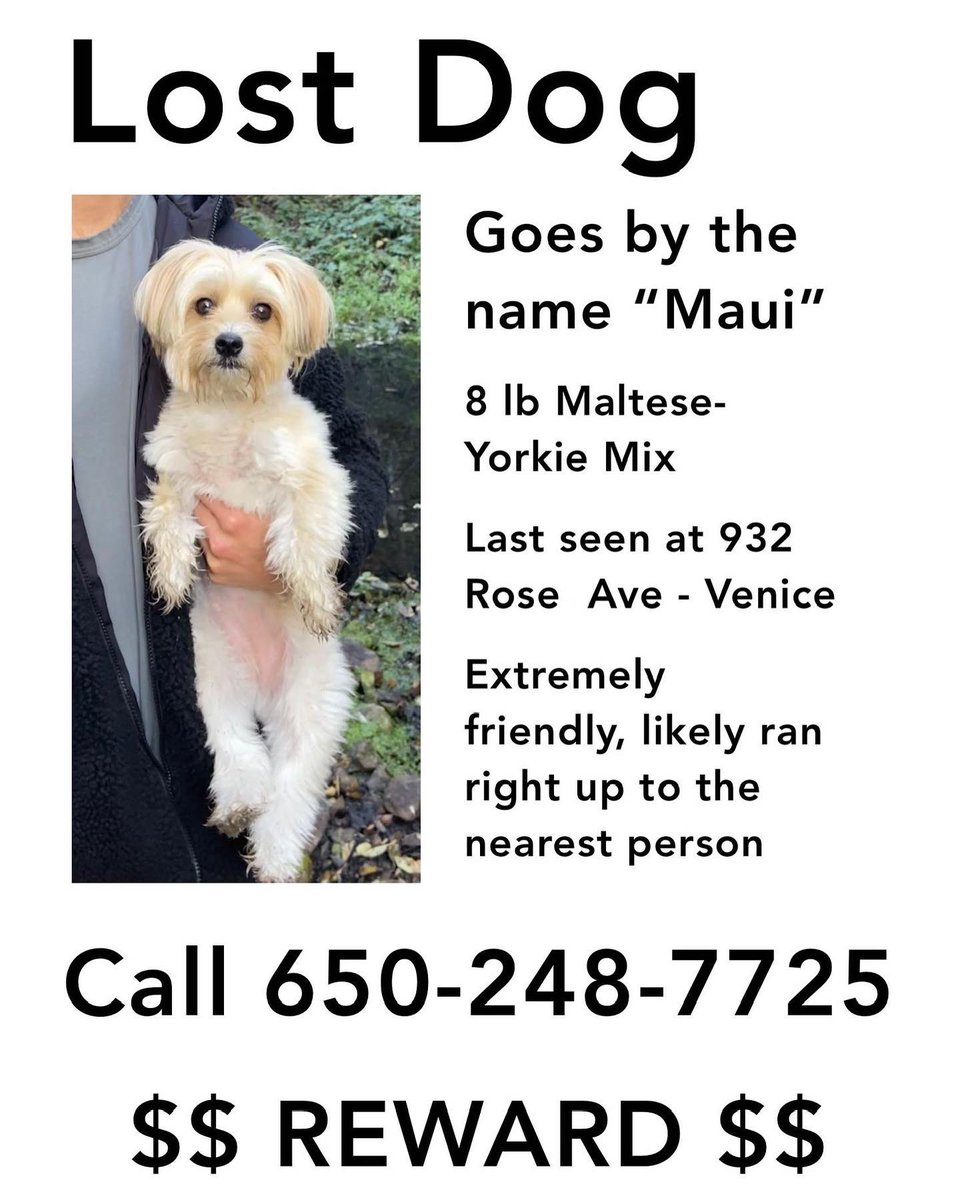 Gibbsyyyy's tweet photo. Best advice for how to track down a missing dog (in a big city like Los Angeles)? Unfortunately, not asking for a friend :(. https://t.co/nGtc3NR5OR