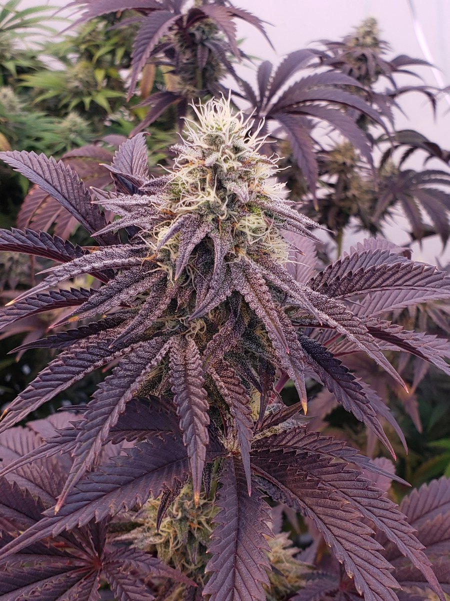 Farms207's tweet photo. Love the colors #cannabisculture #cannabisindustry #CannabisMedizin #CannabisVerfolgungStop #cannabinoids https://t.co/MOS4PDah21