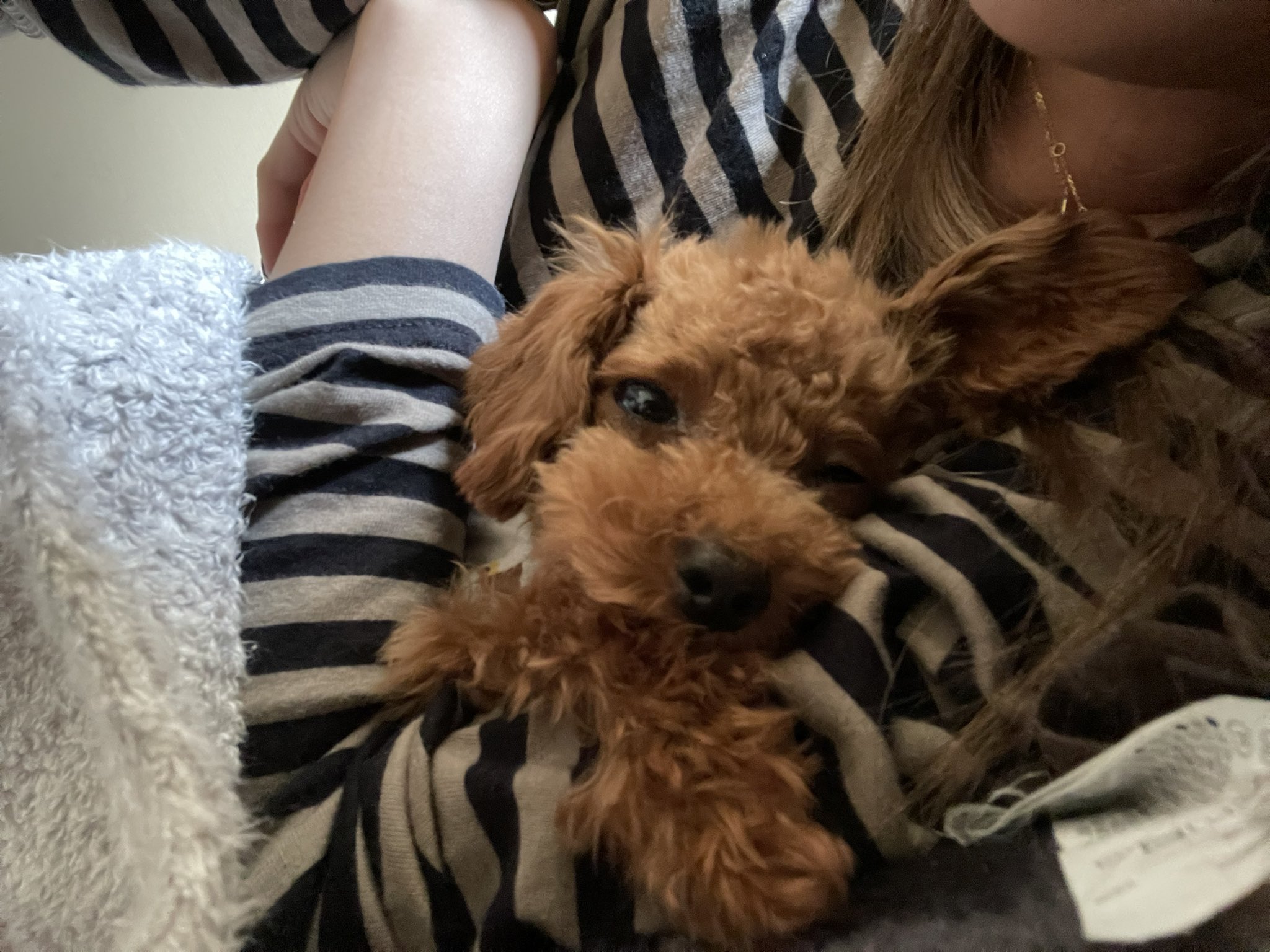 立ち耳チョコ マイクロティーカッププードル Choco F 214 Twitter