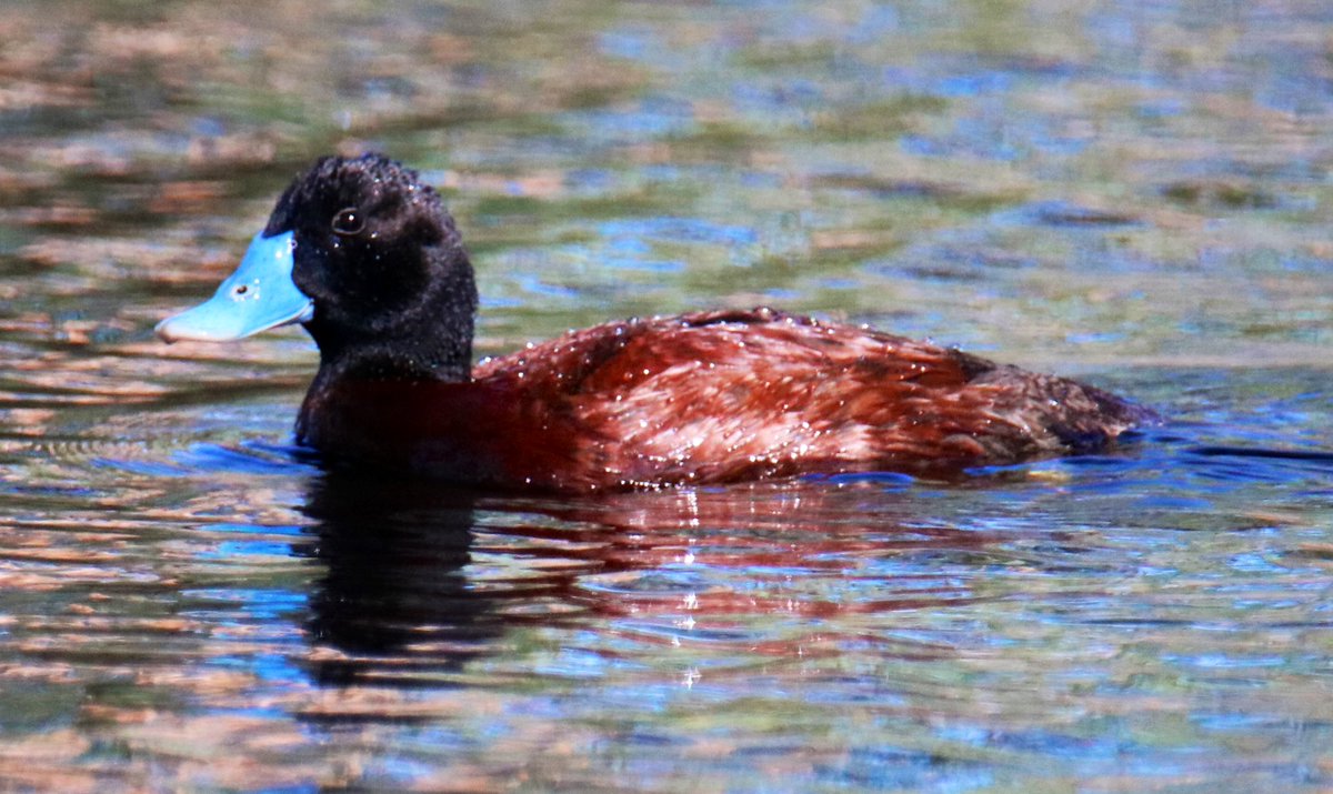MurrumbidgeeMER tweet media