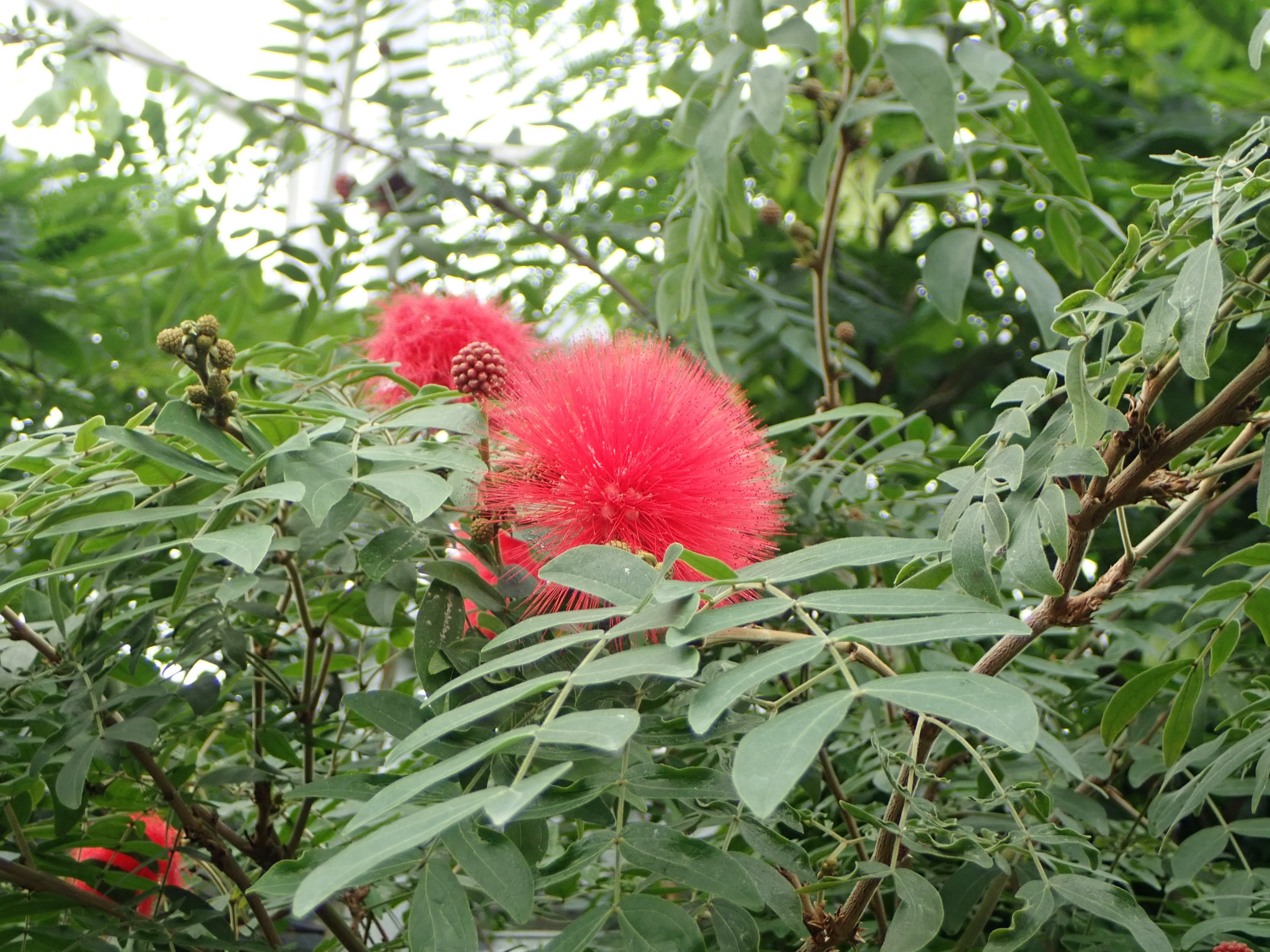 広島市植物公園 大温室内でカリアンドラが ポンポンのような丸い花を咲かせ始めました 南アメリカ原産のマメ科の熱帯花木で 日本のネムノキに近い種類です 当園には赤花と白花の株があります カリアンドラ 大温室 T Co Lzcaubhc7e Twitter