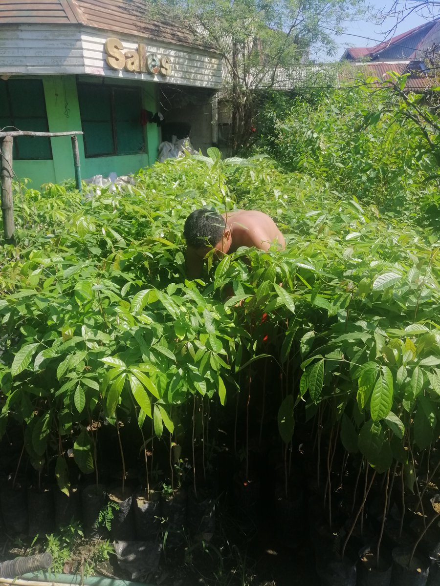 Green_Beli's tweet photo. [Philippines] Tree planting in Sapang Bayan, Calumpit, Bulacan is accomplished 🌱

Organized by: Green Beli x Tau Gamma Phi Calumpit TRISKELIONS (https://t.co/TBNKSfgSdn) (with the support of Japz Divinoo (https://t.co/txAsIJv0M9))
More photos: https://t.co/iyTNFwVn3P

#GRBE https://t.co/1cS3MqOB06