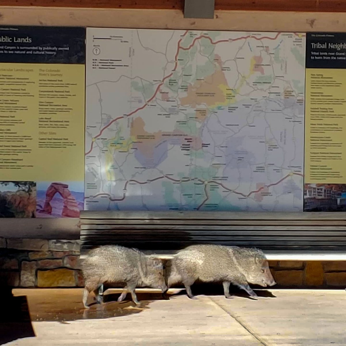 Javelina, or collared peccary, were seen around the Visitor Center today. They may look like pigs, but they're not.  They eat mostly vegetation and travel in groups called "squadrons". They are wild &amp; may charge. Please keep your distance. go.nps.gov/jav (32) #Arizona