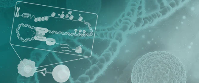 Epigenomes_MDPI's tweet photo. #coverstroy Can Immune Suppression and Epigenome Regulation in #Placenta Offer Novel Insights into #Cancer Immune Evasion and #Immunotherapy Resistance? 
by Michael R. Eccles et al. (@otago @MWC_CoRE) https://t.co/9p4DgGCQq1 https://t.co/VSfmpJL5sU