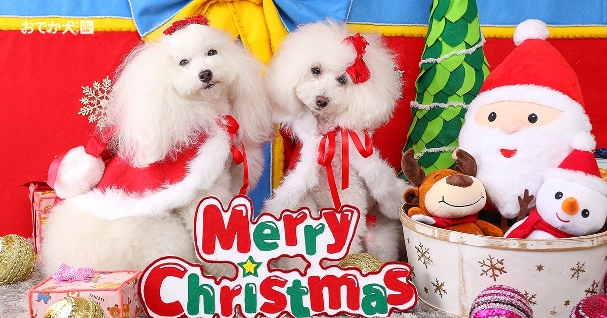 おでか犬 Dec お揃いのクリスマス衣装で仲良くポーズ Let S おでか犬 クリスマス お正月 愛犬撮影会 開催中です 是非 お気軽にご参加くださいね T Co Tlmj1mrf1j おでか犬 ドッグイベントクラブ 愛犬 クリスマス 可愛い