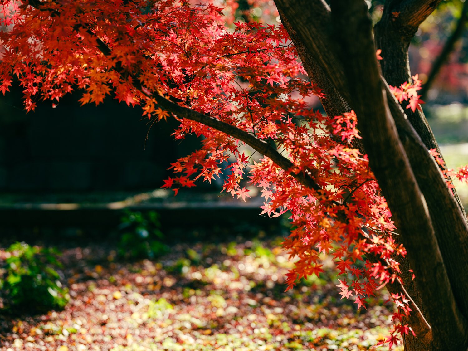 浄真寺 Twitter Search Twitter