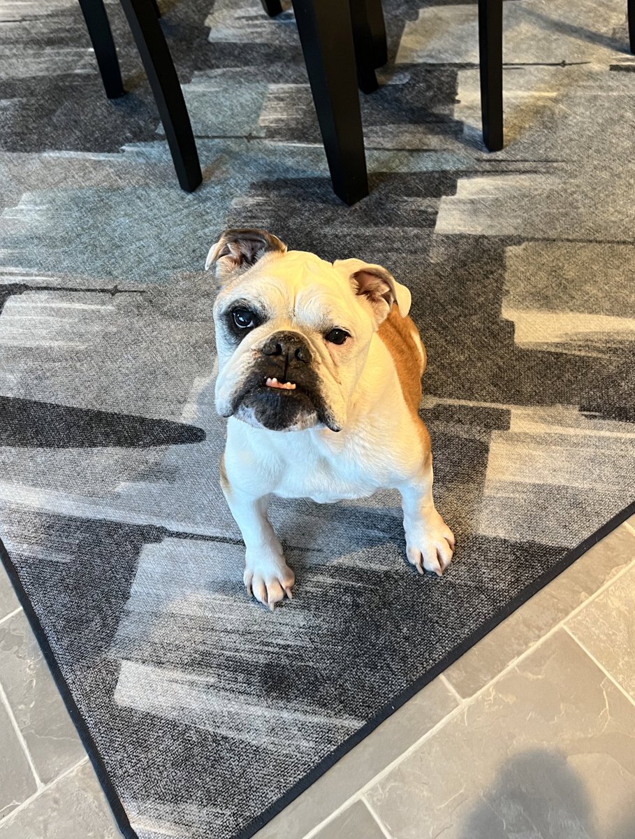 Beckett the Bulldog tweet media