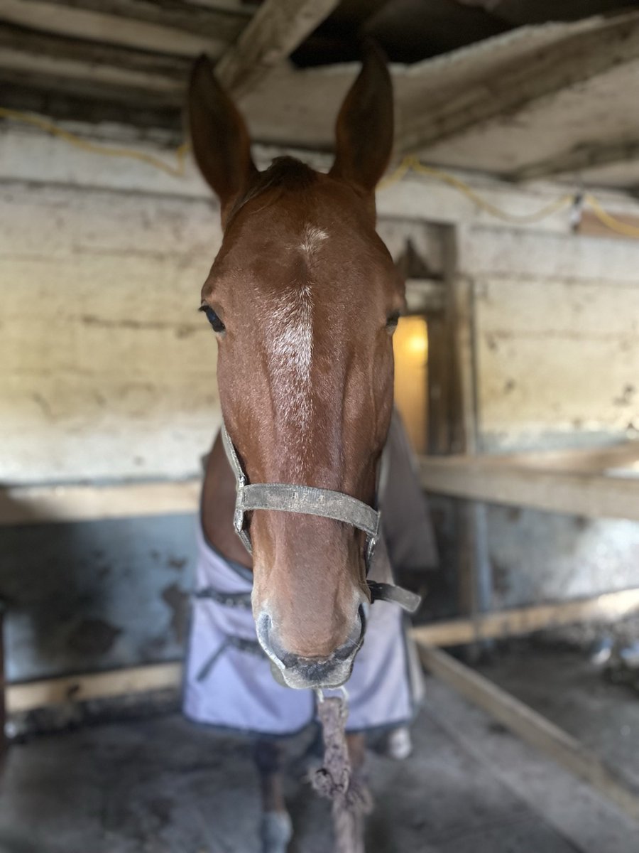 Renee Duchene tweet media