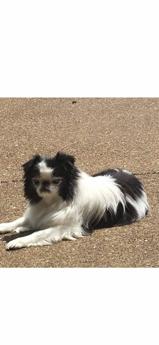 ScarbroughPam's tweet photo. @finolahughes Great picture!! Aren’t our fur babies the best?? This is Maisy💕💕 https://t.co/lofpdpIvcY