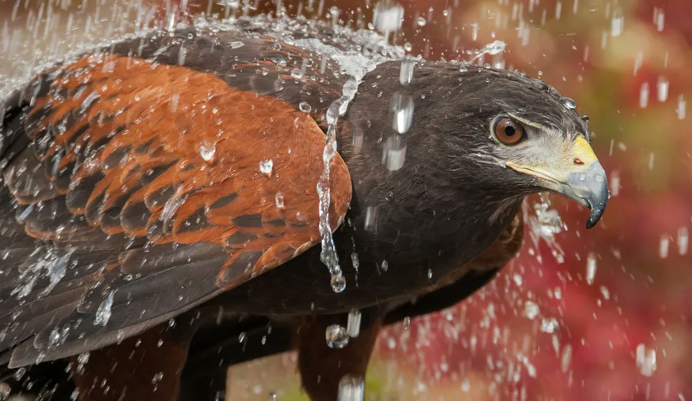RTB_official's tweet photo. Have you ever wondered how birds and insects can fly through heavy rainfall without adverse consequences? #TNRTB from Dr. Hugh Ross. https://t.co/F0vg3tNxmD https://t.co/5bCJyLOkil