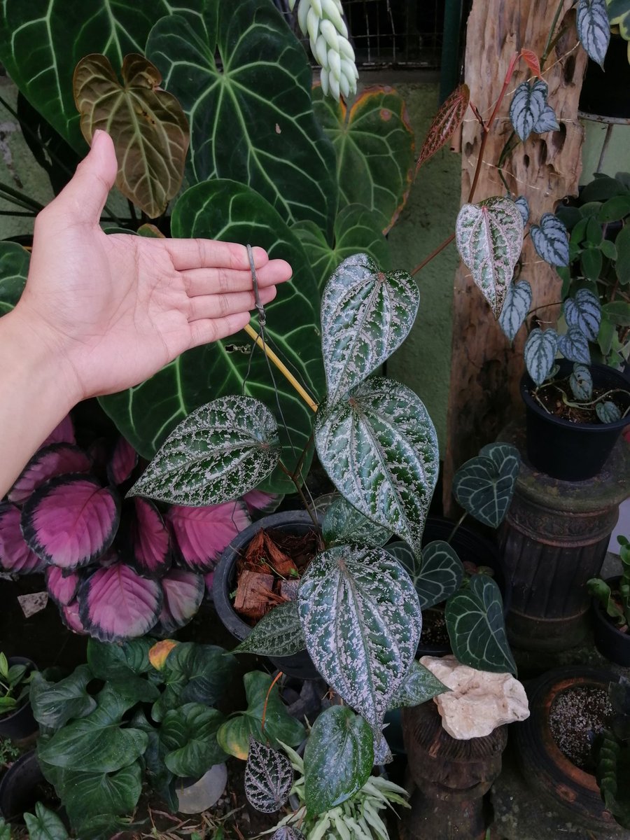 Ttttttttkkkrrrv's tweet photo. Have a blessed Monday everyone! πβΊοΈ
π± Piper ornatum π±
#dextersgarden #plantitosplantitas #crazyplantguy https://t.co/HD1Jzzv6yb