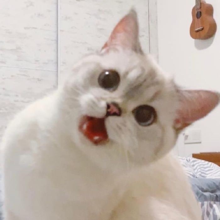 jiuascat's tweet photo. wow https://t.co/LUeIuGDed2