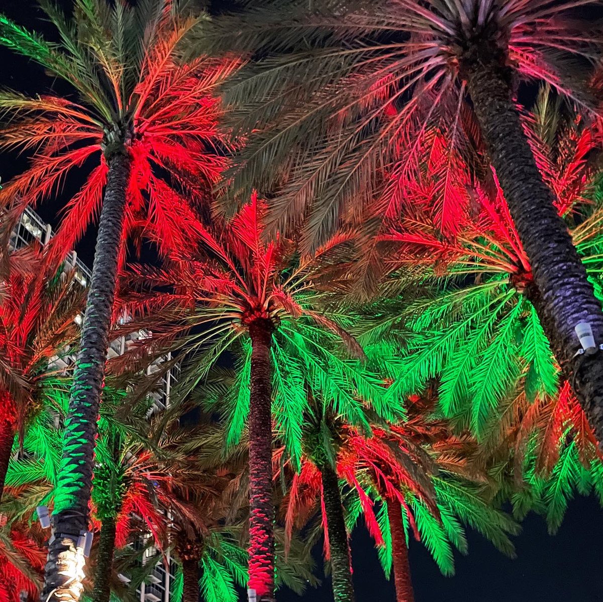 CityofTampa's tweet photo. Happy Holidays from #Tampa! 🌴 ✨

Have you seen the festive lights at Curtis Hixon Waterfront Park yet? https://t.co/N3GjvJT0Zm