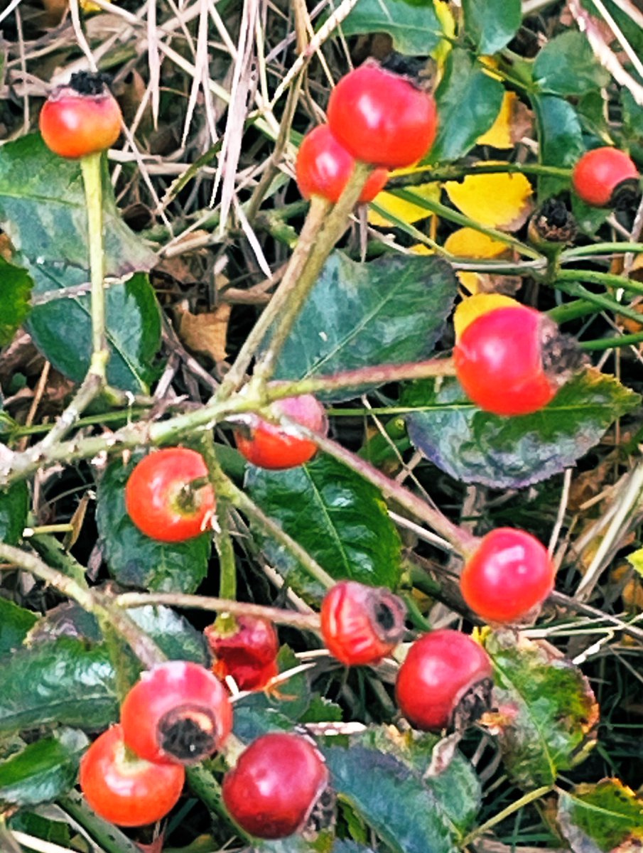 PardoMestre's tweet photo. #BonDia #Lleida Es van sentar en un banc i van mirar una bona estona aquells fruits rojos, i els ulls es van humitejar, es van cercar i en veures en la mirada de complicitat es van sentir d’allò mes be (relats del retrobament cpm) #veinesiestimades #laquesap ◻️🟩◽️ https://t.co/4yRDW7SioC