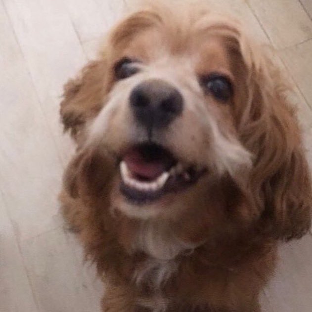 plexii's tweet photo. Hasta siempre, mi brownie ❤️ fuiste y seguirás siendo la mejor de todas. Gracias por todo y perdón si alguna vez te falle. Te amo mi perry 🐾 https://t.co/lCR8tCSEuA