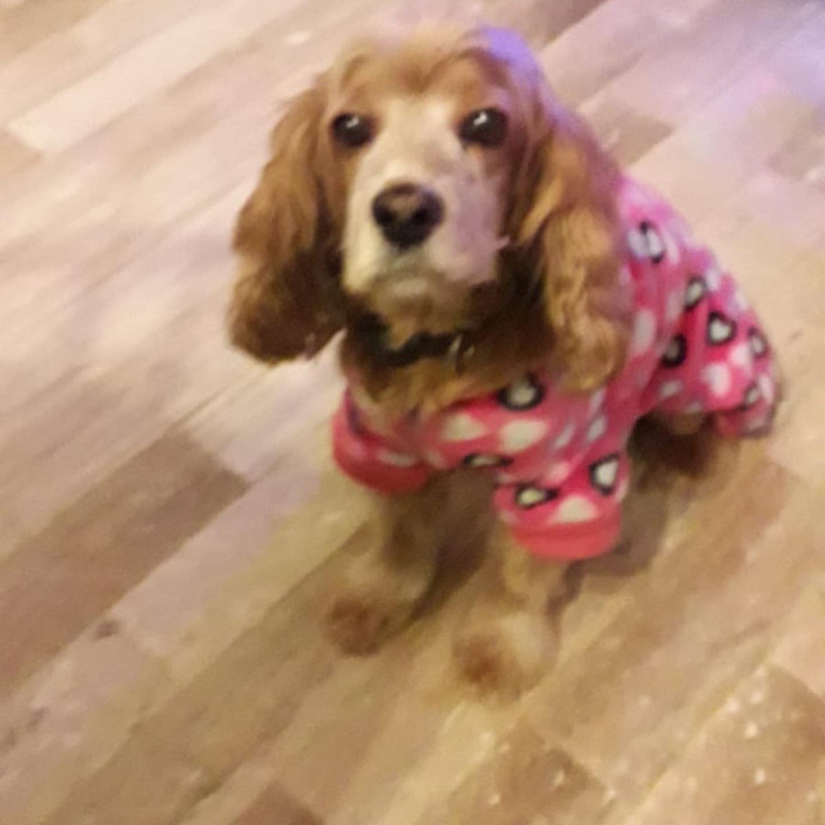 plexii's tweet photo. Hasta siempre, mi brownie ❤️ fuiste y seguirás siendo la mejor de todas. Gracias por todo y perdón si alguna vez te falle. Te amo mi perry 🐾 https://t.co/lCR8tCSEuA