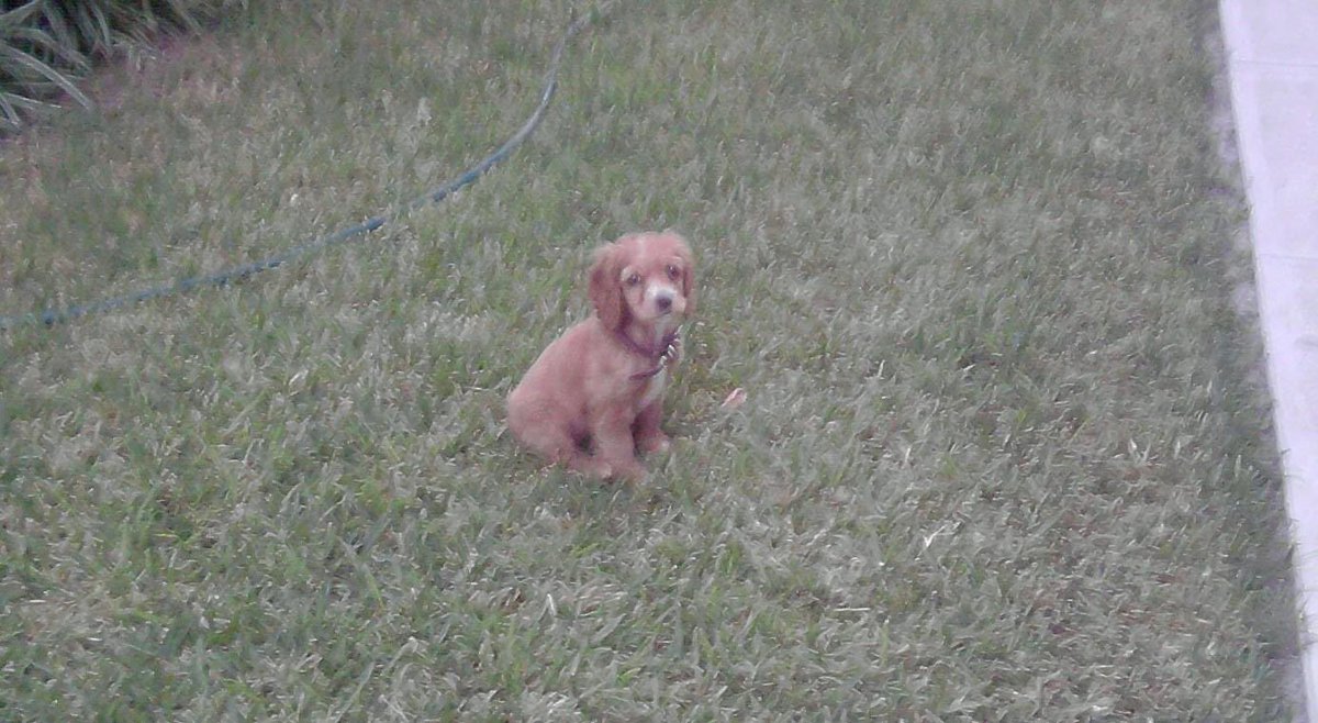 plexii's tweet photo. Hasta siempre, mi brownie ❤️ fuiste y seguirás siendo la mejor de todas. Gracias por todo y perdón si alguna vez te falle. Te amo mi perry 🐾 https://t.co/lCR8tCSEuA