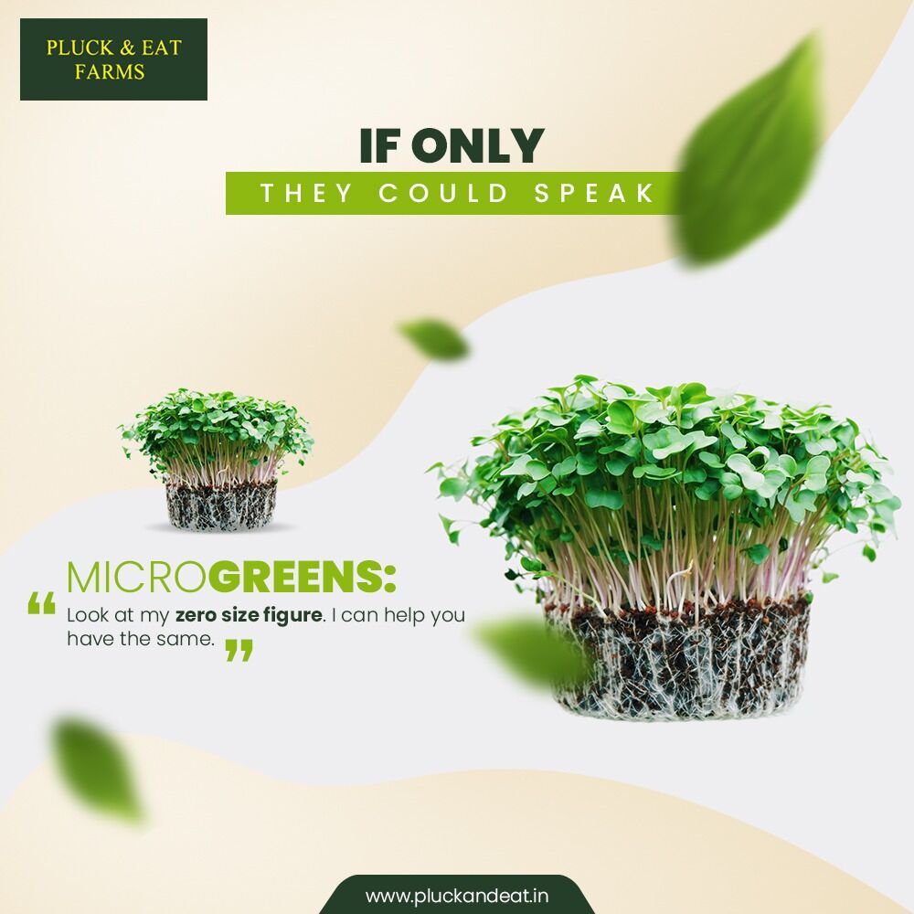 EatPluck's tweet photo. Introducing Microgreens into your diet decreases your portion size while increasing your nutritional intake. So, if you are aiming for a slimmer waist this new year, order it from Pluck and Eat today.

#hydroponicfarms #vegetables #food #healthyfood #vegetarian #fruits #healthy https://t.co/ixfhHRVYfw