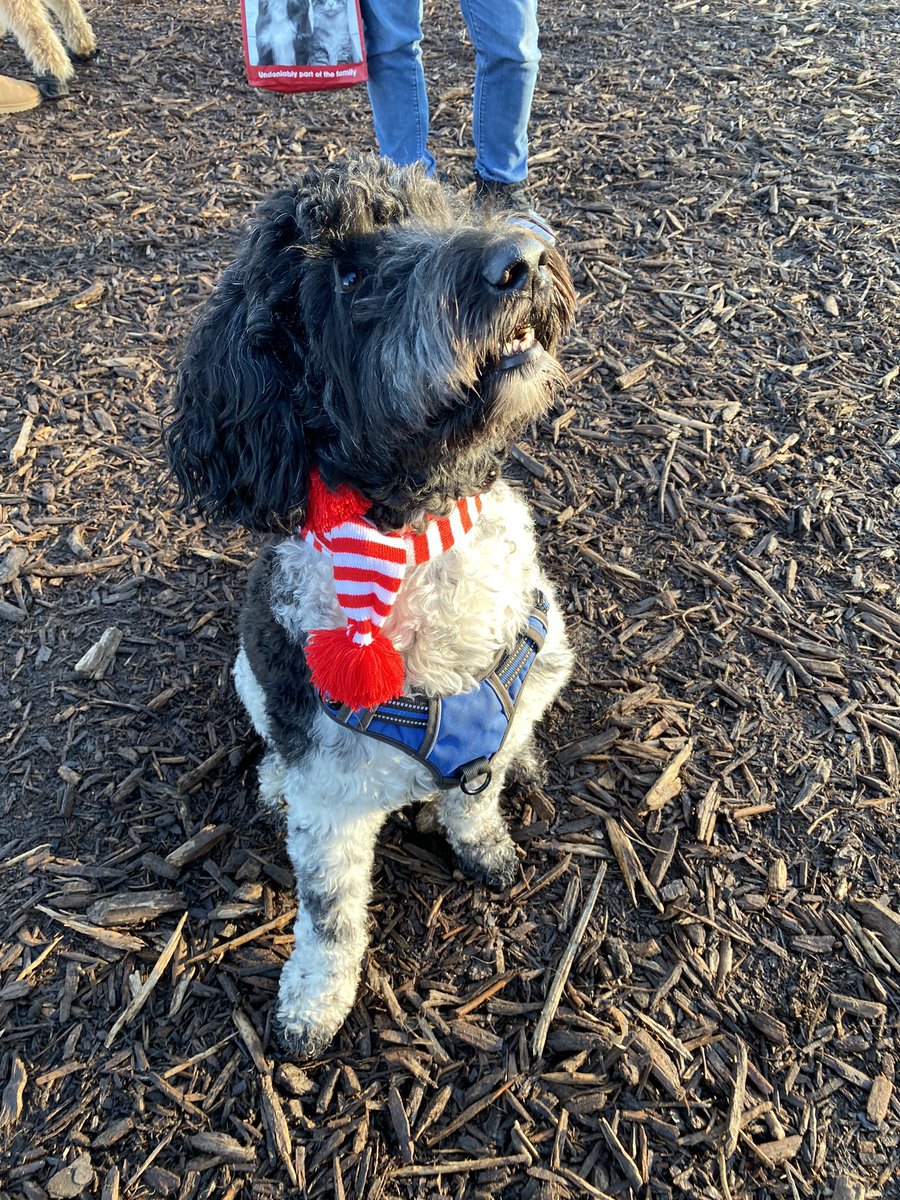 frankscarpitti's tweet photo. I have to say it’s been a while since I have had such a warm welcome! Great to meet the Dogs of Cornell for the Santa Pawrade. Thanks @ClintonHsieh &amp; Greg for organizing event Thanks to volunteers, sponsors &amp; owners https://t.co/ihXvHJmZ7E