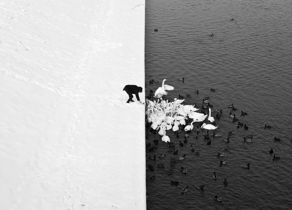 Stunning photo of a man feeding ducks and swans on a snowy bank in Kraków captured by Marcin Ryczek