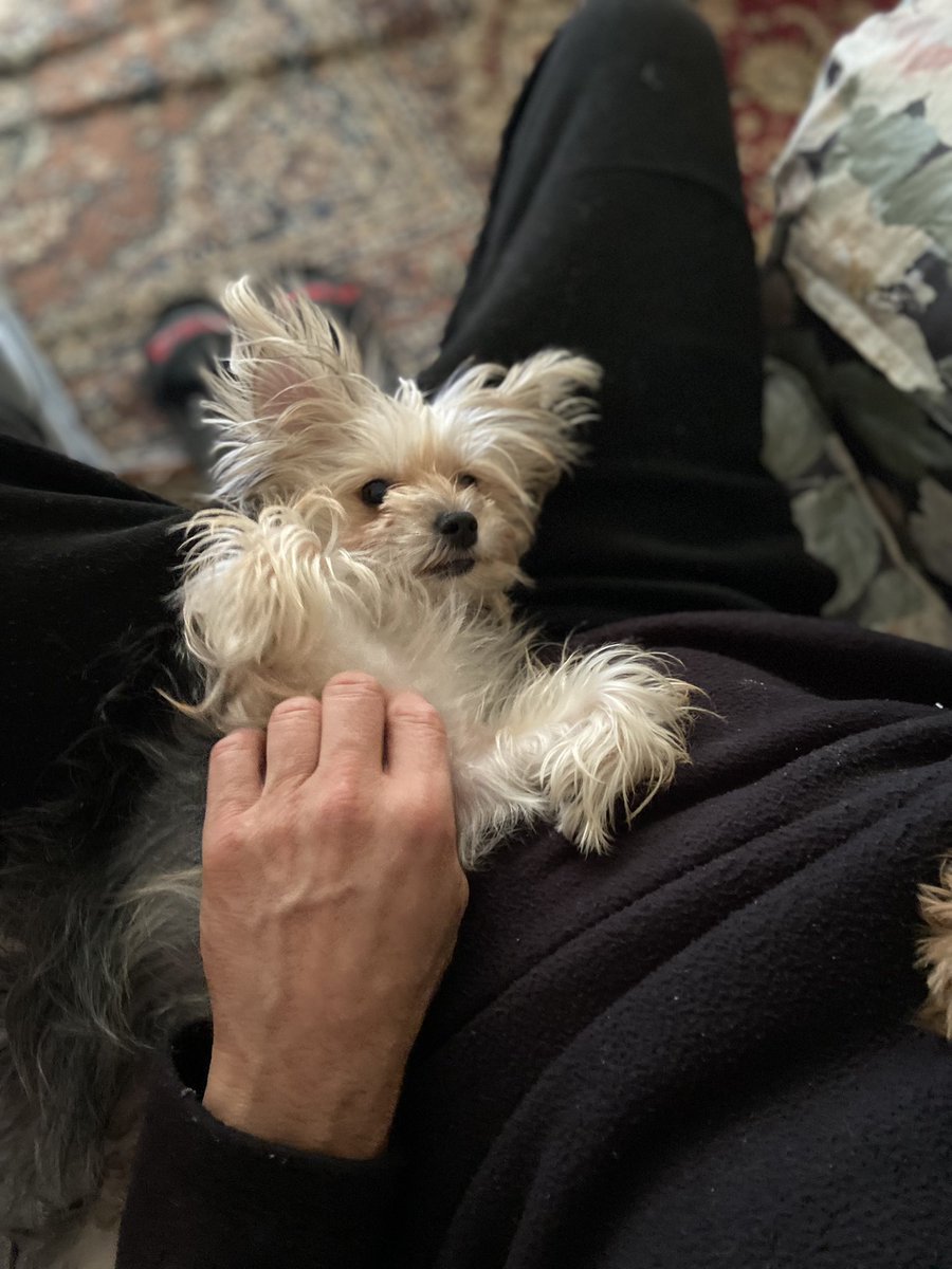 lisababybusines's tweet photo. @MrsSOsbourne I love your yorkie Frankie is a pure bred and Bella is 3/4 yorkie 1/4 Maltese so she’s a Morkie that’s Bella there https://t.co/BV5ko6QFnW