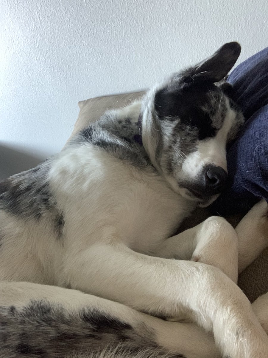 susej__jesus's tweet photo. 🐶 🖤🤍 https://t.co/vHvynZlExQ