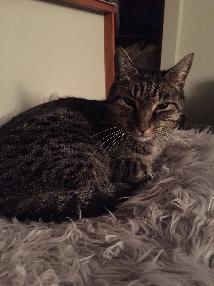 geekboy73's tweet image. 25 days ago, Slinky, my beautiful little boy went outside at 510am. And never came back. Despite searching daily, over a hundred fliers in the neighbourhood, and constantly hoping,no joy. We are utterly destroyed,and my heart is totally broken with sadness. He’ll always be missed