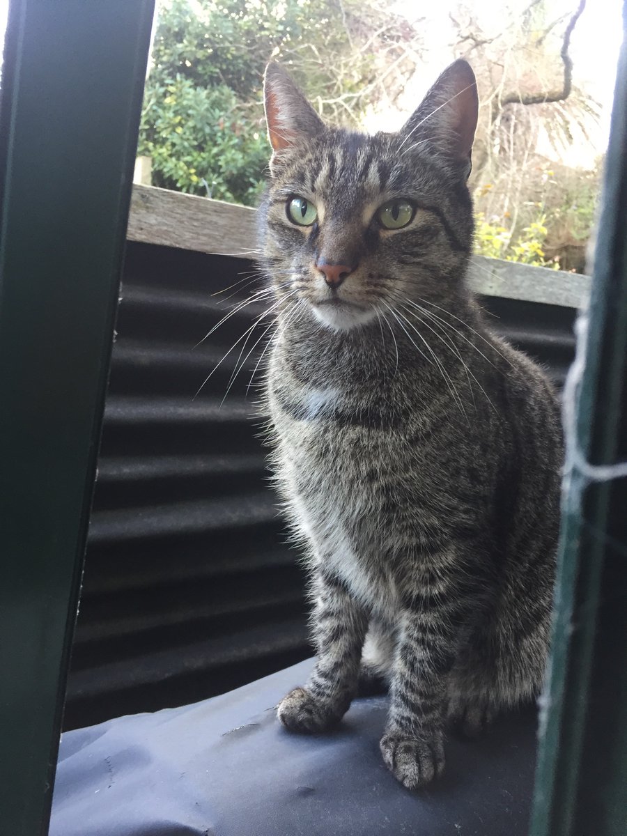 geekboy73's tweet image. 25 days ago, Slinky, my beautiful little boy went outside at 510am. And never came back. Despite searching daily, over a hundred fliers in the neighbourhood, and constantly hoping,no joy. We are utterly destroyed,and my heart is totally broken with sadness. He’ll always be missed