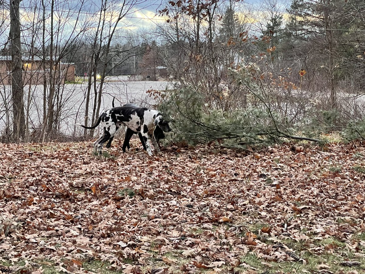Hanker_Doo's tweet photo. Hello frenz, hopefully you’re safe. We just had some windy winds, and now we has some huge fetchy sticks. #dogsoftwitter #windy https://t.co/5LNOMZX7SK