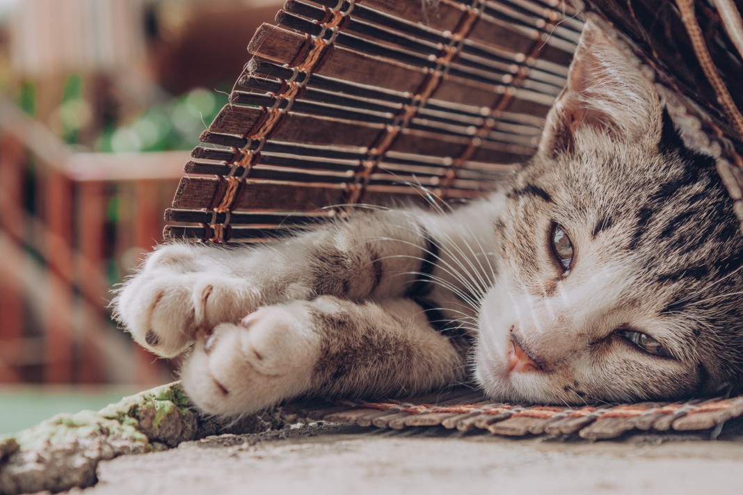 DailyKhay's tweet photo. Good morning photographers and cat lovers! 😺 Hope you have a great day today! 😸📷 (Drop your cat photos below) https://t.co/lrWYheIpGn