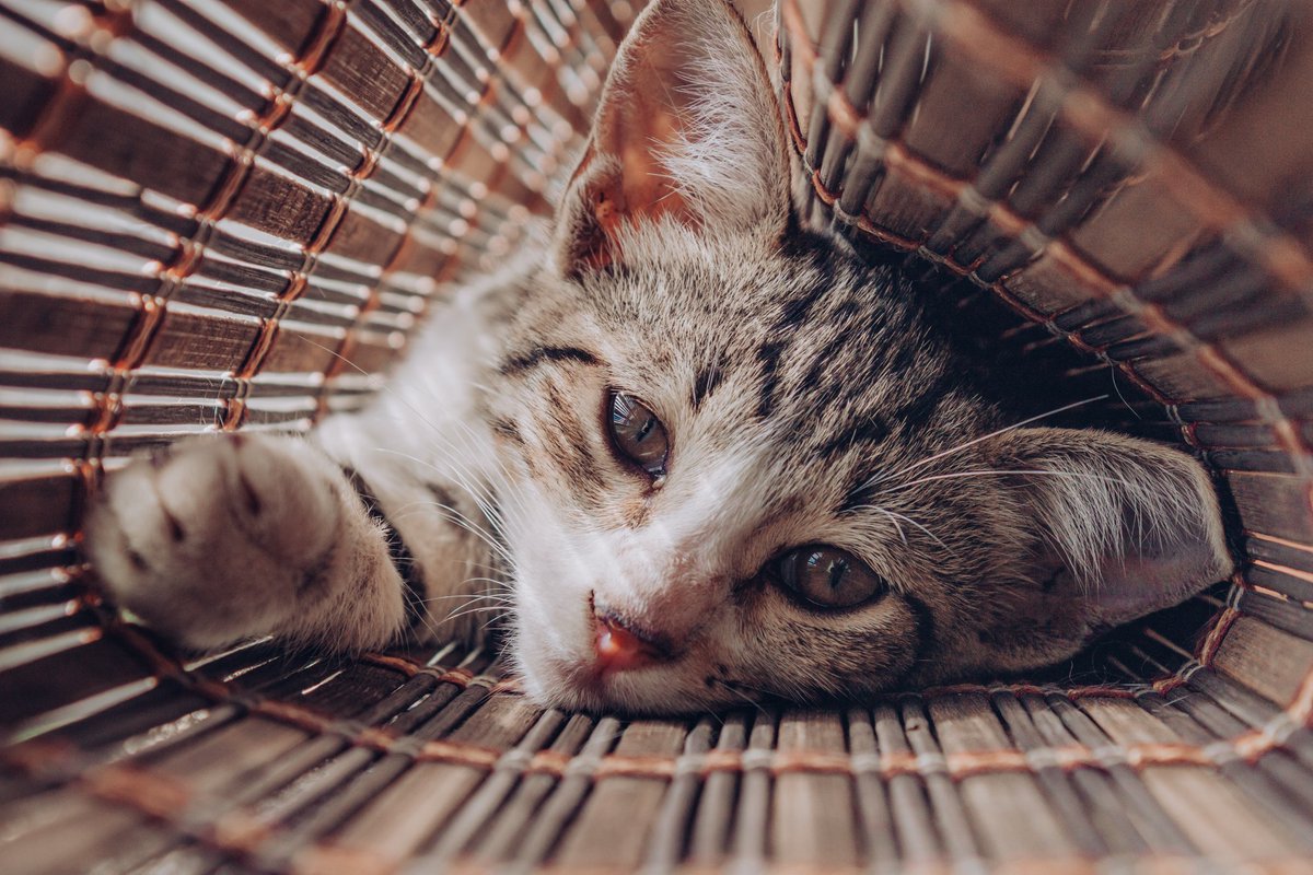 DailyKhay's tweet photo. Good morning photographers and cat lovers! 😺 Hope you have a great day today! 😸📷 (Drop your cat photos below) https://t.co/lrWYheIpGn