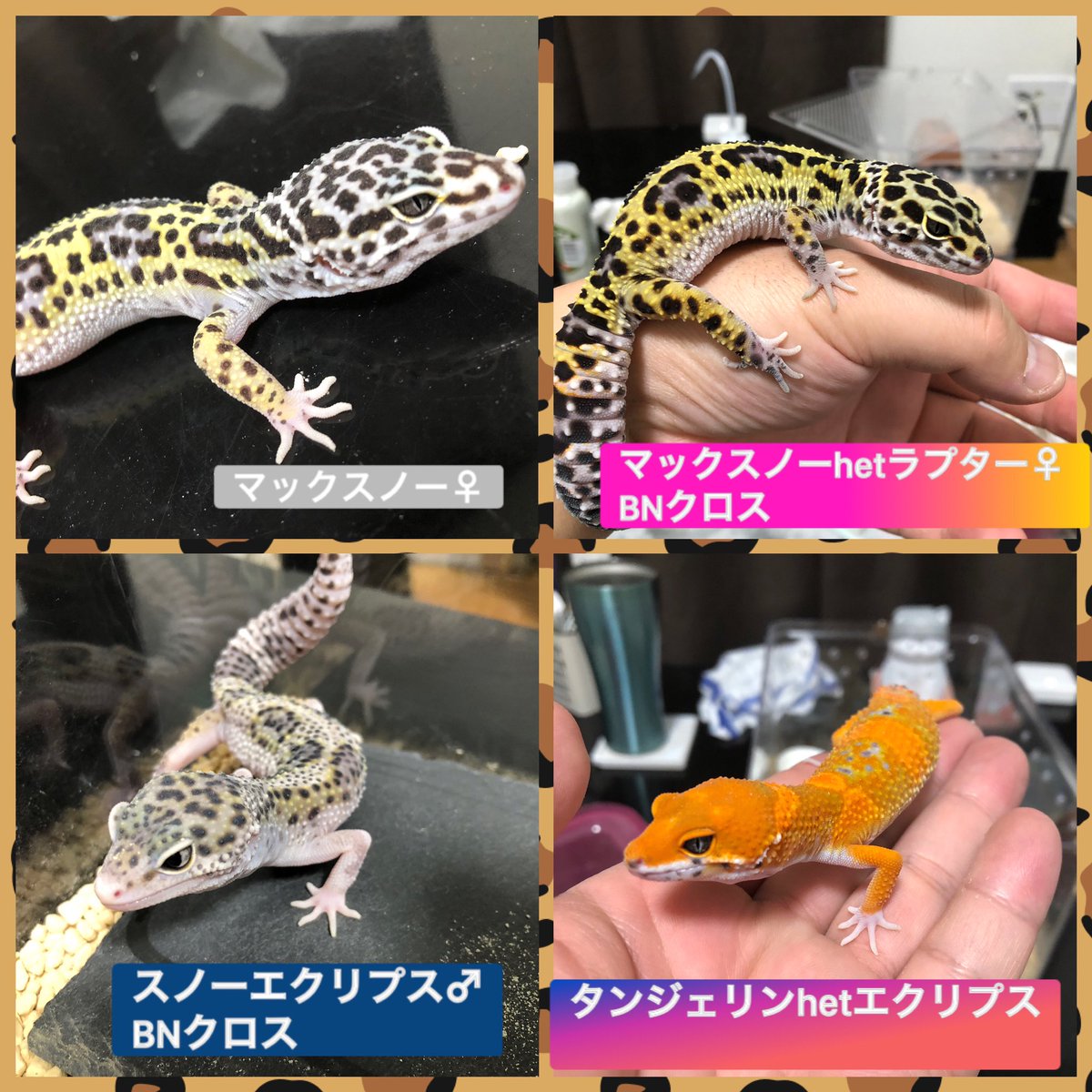 ibericogecko's tweet photo. ブダモドキがお世話担当してる子達
レオパ5匹、ニシアフ2匹、シシバナ1匹と一緒に暮らしてまーす🤤
9月にマックスノーお迎えしてから、本当に増えたな🤔
2022はこれの倍になってるか、種類が増えてるかw
#ヒョウモントカゲモドキ　#レオパ #ニシアフ　#シシバナ https://t.co/Rx0HHQsjkF