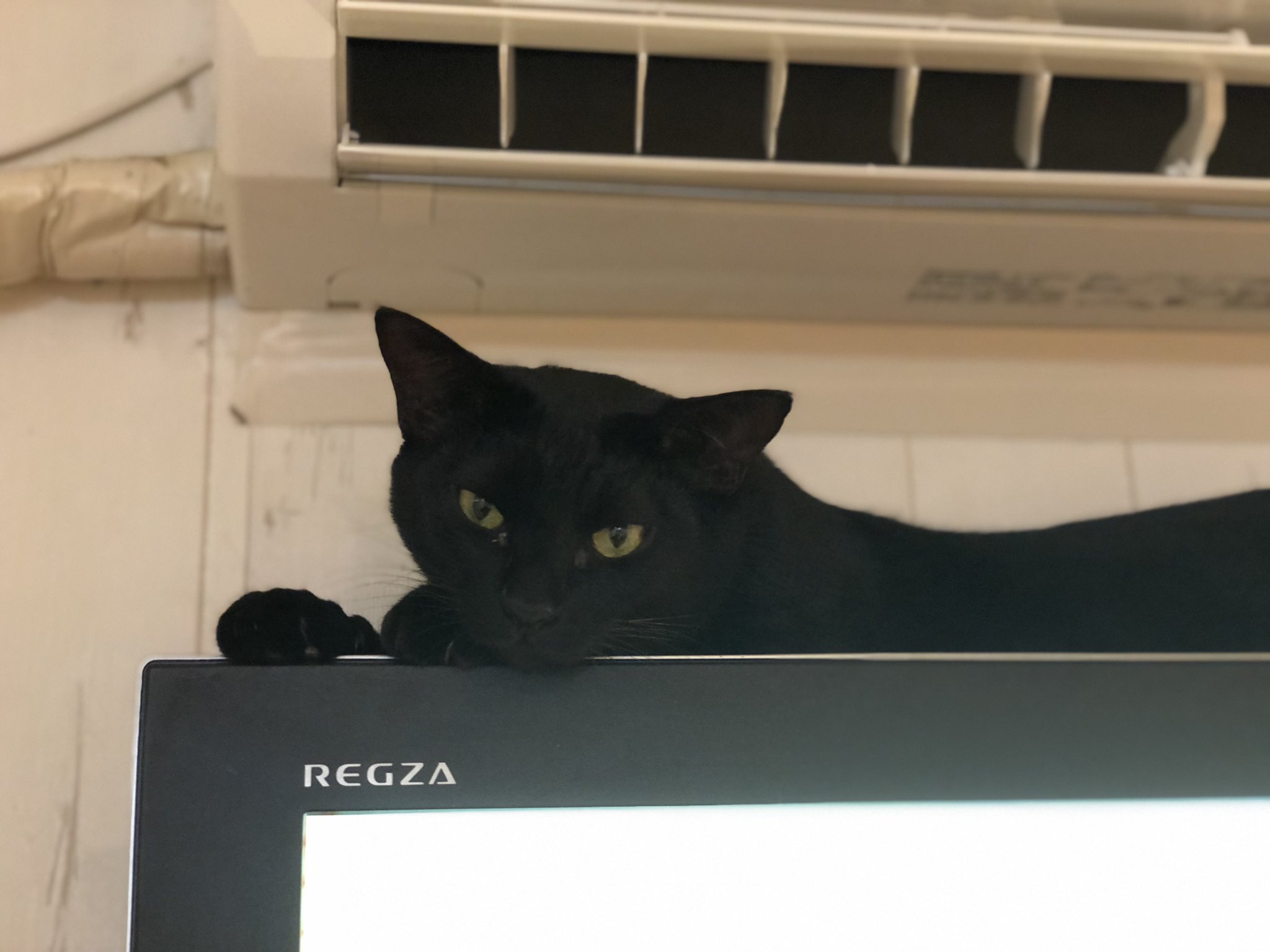 猫カフェtango Tango Twitter