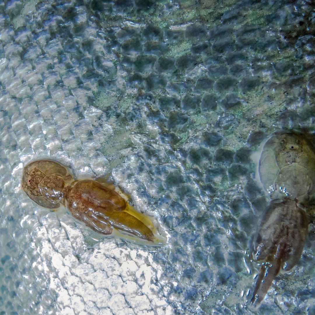 Norwegian authorities are crystal clear that "escaped farmed salmon &amp; salmon lice" are "the largest threats to wild salmon". Why is Scottish Government incapable of similar clarity about the impact of salmon farming in the west Highlands &amp; Islands? 
See 👉ow.ly/Qrhh50H9cE3