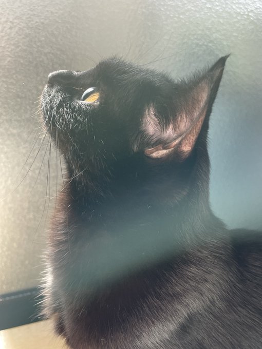 目つき悪い猫のtwitterイラスト検索結果 目つき悪い猫のtwitterイラスト検索結果