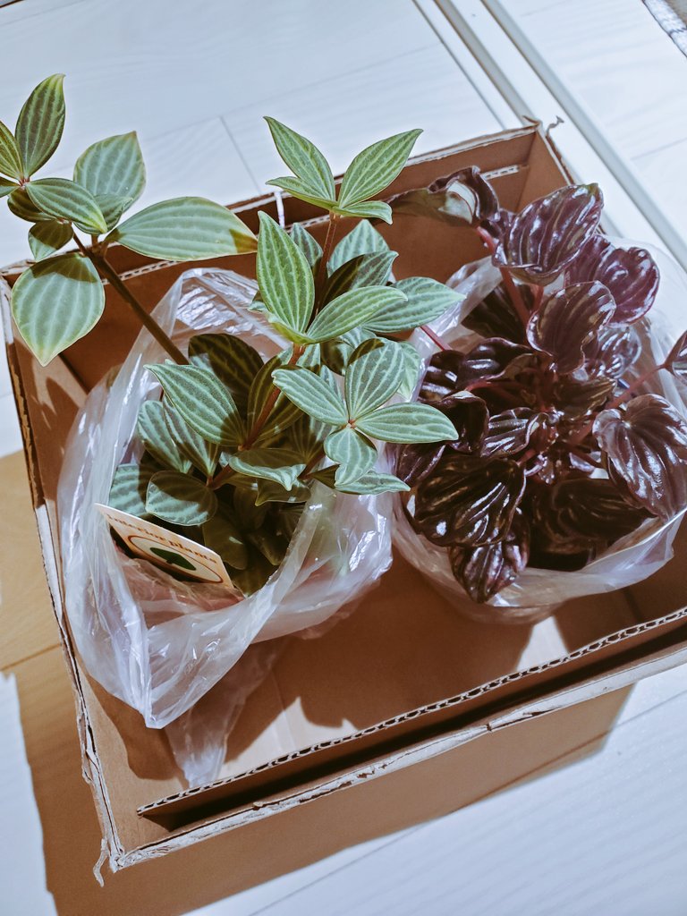 ペペロミアフェアリー Twitter Search Twitter