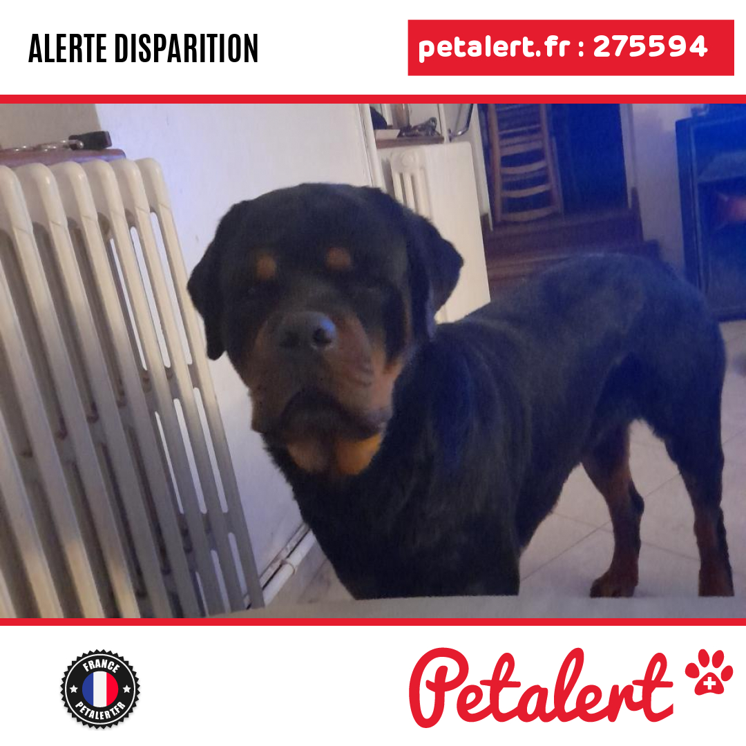 petalert_france's tweet photo. Disparu #Chien #Yonne #Ormoy #Petalert #PetAlert89 / https://t.co/CTJRoiCkzO https://t.co/2uit1g1I3f