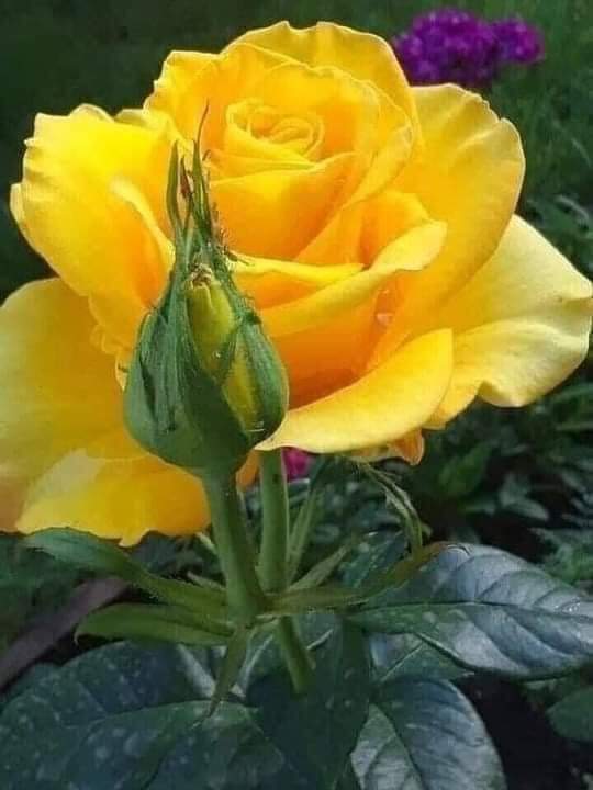 ncph4's tweet photo. @Cristi_perez19 Bendecido Lunes una rosa de prosperidad y abundancia para ti hermosa 🙏 https://t.co/9ioQEr9yzo