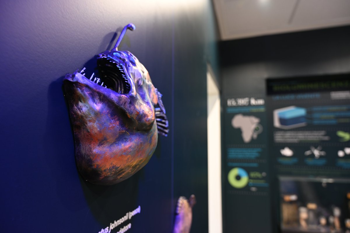Radio3scienza's tweet photo. Una collezione, ma anche un luogo di ricerca e di contatto con le scuole: lo spirito del #DaDoM, il neonato museo #Darwin #Dohrn di #Napoli della
@SznDohrn
#evoluzione #biologiamarina https://t.co/6HNpRPKIij